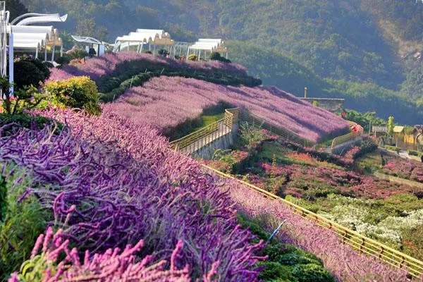 新津花舞人間<a href='http://m.mtphb.com/' target=_blank>旅游攻略</a> 附門票價(jià)格及交通指南