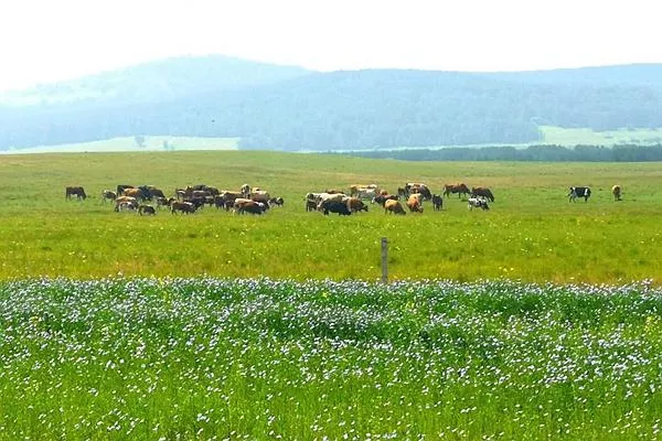 御道口<a href='http://m.mtphb.com/' target=_blank>旅游攻略</a> 去御道口草原怎么走