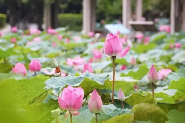 2022三水荷花世界游玩攻略 附門票價(jià)格及煙花秀時間