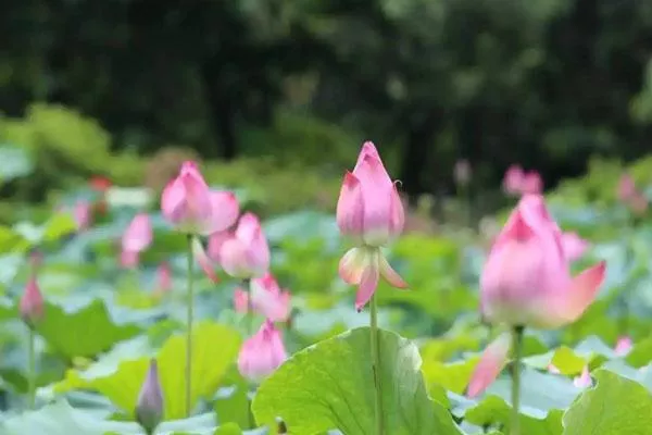 2022三水荷花世界游玩攻略 附門票價(jià)格及煙花秀時間