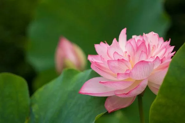 2022三水荷花世界游玩攻略 附門票價(jià)格及煙花秀時間